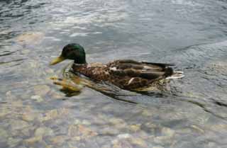 photo,material,free,landscape,picture,stock photo,Creative Commons,Swimming duck, river, duck, duck, duck