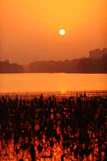 photo,material,free,landscape,picture,stock photo,Creative Commons,Dusk of the Xi-hu lake, lotus, The sun, Setting sun, The surface of the water