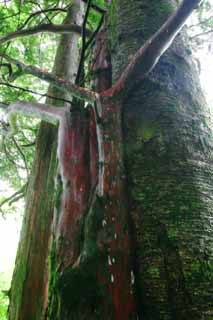 photo,material,free,landscape,picture,stock photo,Creative Commons,Agglutination of trees, bark, tree, , 