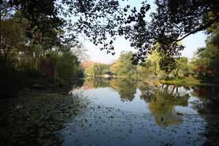 photo,material,free,landscape,picture,stock photo,Creative Commons,A House of music-like load, bridge, lotus, surface of a lake, willow