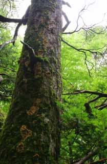 photo,material,free,landscape,picture,stock photo,Creative Commons,Mossy bark, bark, tree, moss, moss