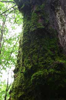 photo,material,free,landscape,picture,stock photo,Creative Commons,Mossy bark, bark, tree, moss, 