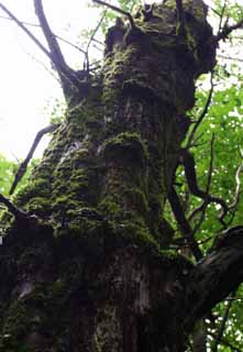 photo,material,free,landscape,picture,stock photo,Creative Commons,Tree wearing moss, bark, tree, moss, moss