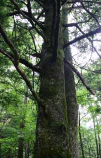 photo,material,free,landscape,picture,stock photo,Creative Commons,Agglutination of trees, bark, tree, , 