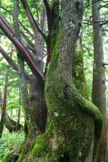 Foto, materiell, befreit, Landschaft, Bild, hat Foto auf Lager,Agglutination der Bume, Rinde, Baum, , 