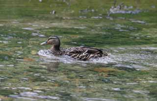 photo,material,free,landscape,picture,stock photo,Creative Commons,Swimming duck, river, duck, , 