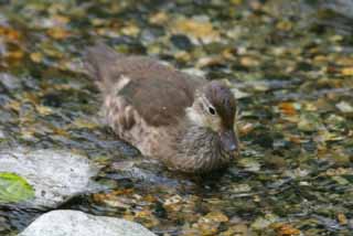 photo,material,free,landscape,picture,stock photo,Creative Commons,Duckling's eye, river, duck, , 