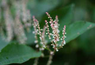 photo,material,free,landscape,picture,stock photo,Creative Commons,Small white flowers, pink, white, , 