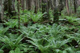 photo,material,free,landscape,picture,stock photo,Creative Commons,Wood of ferns, fern, , tree, mountain