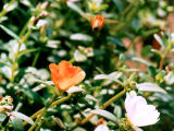 foto,tela,gratis,paisaje,fotografa,idea,Abejas revoloteando entre las flores, Abeja melfera, Abeja, Flor, 