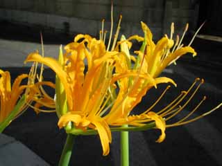 Foto, materieel, vrij, landschap, schilderstuk, bevoorraden foto,Een licorice, Bundel-Amaryllis, Geel, Tuinier, 