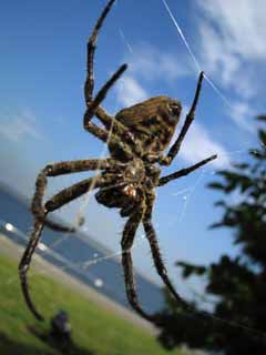 photo,material,free,landscape,picture,stock photo,Creative Commons,A spider, cobweb, blue sky, Hair, foot