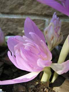 photo,material,free,landscape,picture,stock photo,Creative Commons,Double colchicum, Colchicum autumnale, Pink, An autumn-crocus, Colchicine