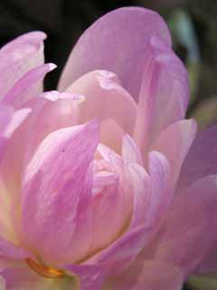 fotografia, materiale, libero il panorama, dipinga, fotografia di scorta,Colchicum doppio, Autumnale di Colchicum, Garofano, Un autunno-croco, Colchicine