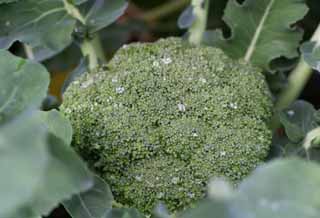 fotografia, materiale, libero il panorama, dipinga, fotografia di scorta,Rugiada di mattina su un broccoli, vegetale, gemma, verde, campo