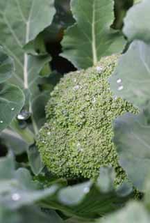 fotografia, materiale, libero il panorama, dipinga, fotografia di scorta,Il broccoli avvolse in foglie, vegetale, gemma, verde, campo