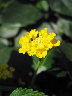 Foto, materieel, vrij, landschap, schilderstuk, bevoorraden foto,Een lantana, Lantana, Geel, Opeenvolging van zeven soorten dansend, Tuinier