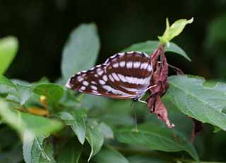 photo, la matire, libre, amnage, dcrivez, photo de la rserve,Papillon, papillon, , , 