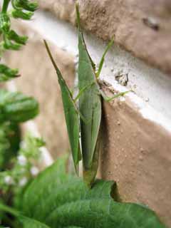 photo,material,free,landscape,picture,stock photo,Creative Commons,A piggyback grasshopper, grasshopper, , Copulation, insect