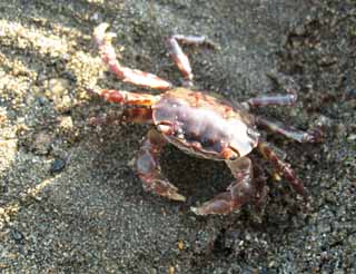 Foto, materiell, befreit, Landschaft, Bild, hat Foto auf Lager,Eine Krabbe, Krabbe, , Die Schere, sandiger Strand