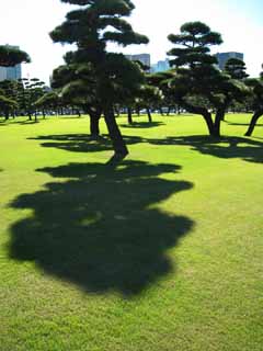 Foto, materiell, befreit, Landschaft, Bild, hat Foto auf Lager,Edo-jo Burg, Kiefer, , Schatten, Rasen