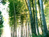 fotografia, material, livra, ajardine, imagine, proveja fotografia,Arvoredo de bambu, bambu, , , 