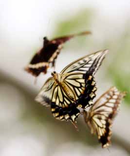 photo, la matire, libre, amnage, dcrivez, photo de la rserve,Le rendez-vous du papillon du machaon, papillon du machaon, , papillon, Se marier