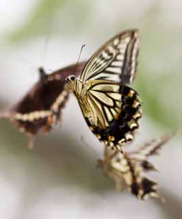 photo, la matire, libre, amnage, dcrivez, photo de la rserve,Le rendez-vous du papillon du machaon, papillon du machaon, , papillon, Se marier