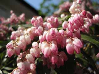 Foto, materiell, befreit, Landschaft, Bild, hat Foto auf Lager,Ein andromeda, Ein andromeda, , Rosa, In Frhling