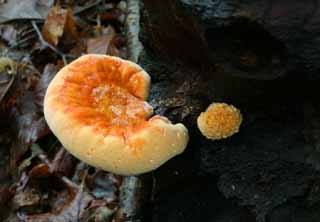 Foto, materiell, befreit, Landschaft, Bild, hat Foto auf Lager,Pilze, orangefarben, Fungus, Pilz, abgefallener Baum