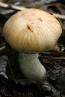 photo, la matire, libre, amnage, dcrivez, photo de la rserve,Champignon dodu, orange, moisissure, champignon, arbre baiss