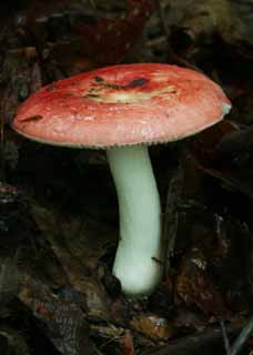 , , , , ,  .,., , fungus, mushroom,  