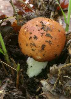 photo, la matire, libre, amnage, dcrivez, photo de la rserve,Champignon, orange, moisissure, champignon, arbre baiss