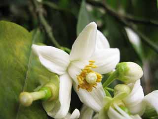 foto,tela,gratis,paisaje,fotografa,idea,La flor de la mandarn naranja, Mandarn naranja de Wenzhou, Mandarn naranja, , Ptalo