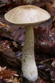 Foto, materiell, befreit, Landschaft, Bild, hat Foto auf Lager,Prchtiger Pilz, orangefarben, Fungus, Pilz, abgefallener Baum