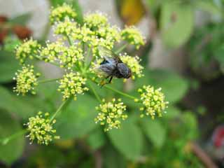 fotografia, materiale, libero il panorama, dipinga, fotografia di scorta,Una mosca, mosca, , , 