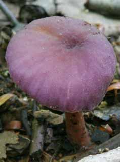 photo, la matire, libre, amnage, dcrivez, photo de la rserve,Champignon, orange, moisissure, champignon, arbre baiss