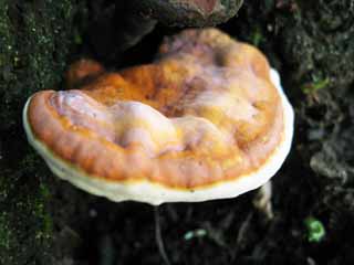 photo,material,free,landscape,picture,stock photo,Creative Commons,A pore fungus, mushroom, pore fungus, , 