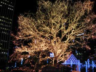 fotografia, materiale, libero il panorama, dipinga, fotografia di scorta,Luminarie, Illuminazione, , albero, Io sono colorito