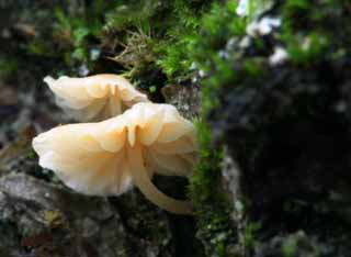 photo, la matire, libre, amnage, dcrivez, photo de la rserve,Champignons, orange, moisissure, champignon, arbre baiss