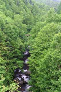 photo,material,free,landscape,picture,stock photo,Creative Commons,Mountain stream in a wood, wood, river, water, tree