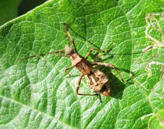 photo, la matire, libre, amnage, dcrivez, photo de la rserve,Un insecte, Le sens du toucher, membre, Marron, Je marche