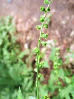 photo, la matire, libre, amnage, dcrivez, photo de la rserve,Un agrimony, Bton; un insecte, , papercord d'or, 