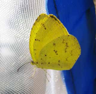 fotografia, materiale, libero il panorama, dipinga, fotografia di scorta,Un giallo di erba comune, farfalla, , , Giallo