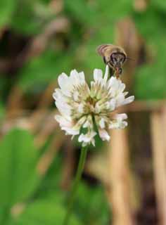 Foto, materieel, vrij, landschap, schilderstuk, bevoorraden foto,Maaltijd honeybee, Honeybee, Bee, Klaver, Honingdrank