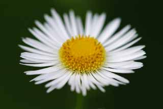 photo,material,free,landscape,picture,stock photo,Creative Commons,Anthem to the fleabane, white, yellow, fleabane, 