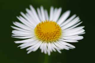 Foto, materiell, befreit, Landschaft, Bild, hat Foto auf Lager,Motette zum fleabane, wei, Gelb, fleabane, 