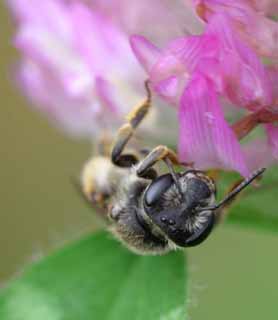 photo,material,free,landscape,picture,stock photo,Creative Commons,Flower restaurant, Chinese milk vetch, nectar, pollen, 