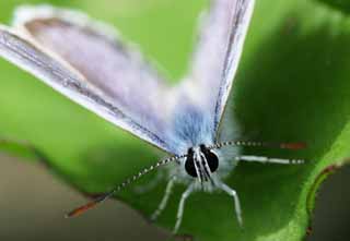 photo,material,free,landscape,picture,stock photo,Creative Commons,Posing butterfly, butterfly, butterfly, butterfly, blue butterfly