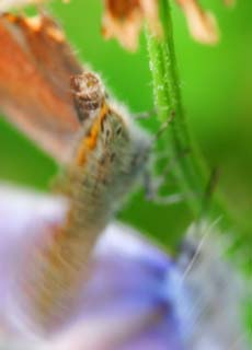 photo,material,free,landscape,picture,stock photo,Creative Commons,Courtship display of a butterflies, butterfly, butterfly, butterfly, blue butterfly